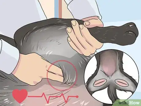 Image titled Diagnose Cardiac Disease in Senior Dogs Step 4