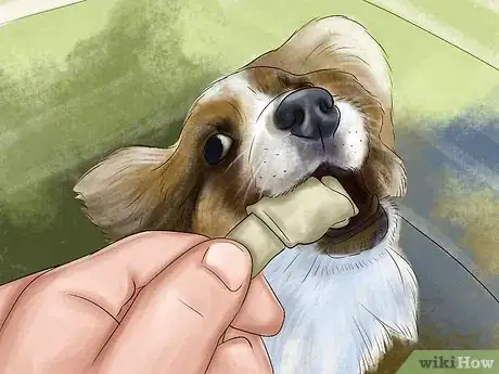 Image titled Care for Papillons Step 10