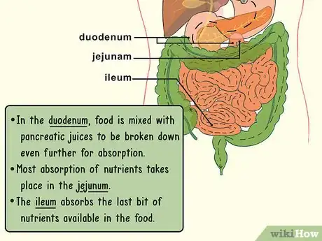 Image titled Study the Physiology of Digestion in the Human Body Step 4