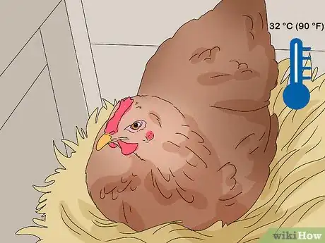 Image titled Promote Egg Laying in Hens Step 8