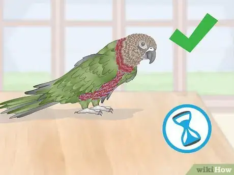 Image titled Handle an Aggressive Hawk Headed Parrot Step 5