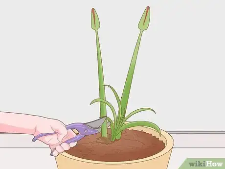 Image titled Cut Amaryllis Flower Step 1