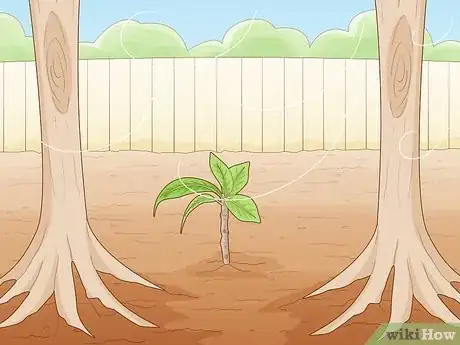 Image titled Grow a Noni Tree Step 17