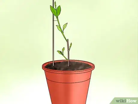 Image titled Plant Confederate Jasmine Step 29