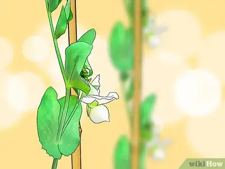 Image titled Grow Beans and Peas Step 14
