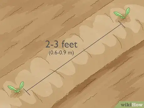 Image titled Grow Black Eyed Susan Flowers Step 5