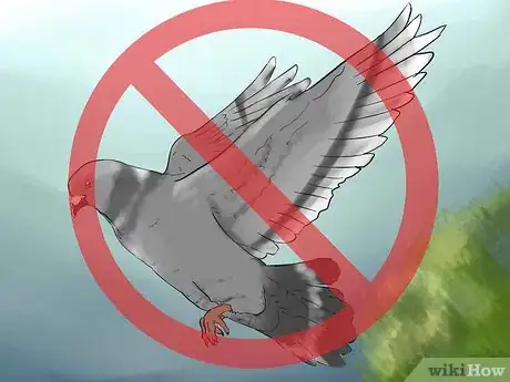 Image titled Tame Pigeons to Be out of Cage Permanently Step 16