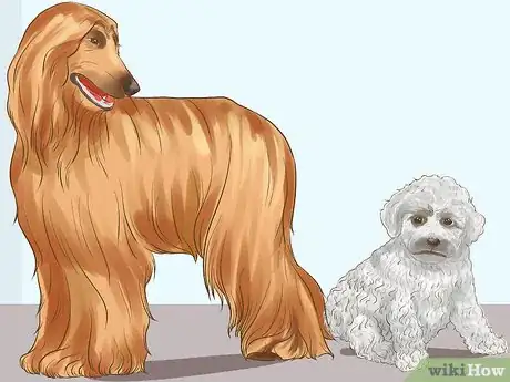 Image titled Get a Companion Dog for an Existing Dog Step 3