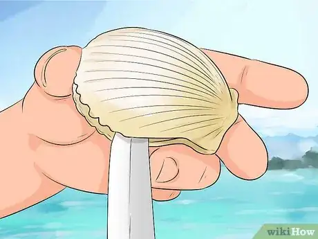 Image titled Go Scalloping Step 9