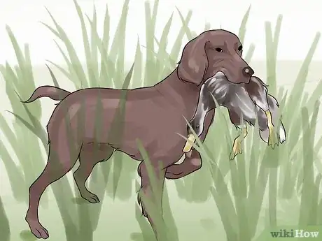 Image titled Do Short Training Sessions with Your Hunting Dog Step 12