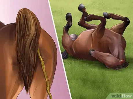Image titled Get Rid of Strongyle Infestations in Horses Step 1