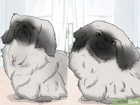 Image titled Identify a Pekingese Step 7