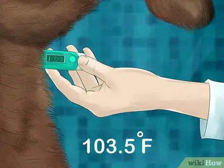 Image titled Diagnose and Treat Feline Bronchitis Step 3