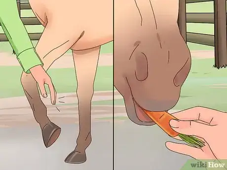 Image titled Teach a Horse to Bow Properly Step 9