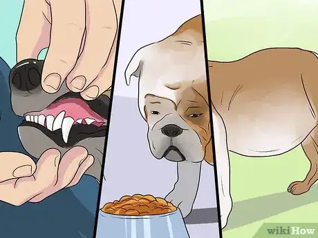 Image titled Diagnose Cardiac Disease in Senior Dogs Step 5