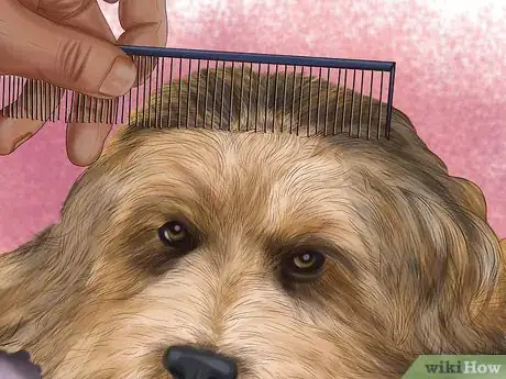 Image titled Care for an Australian Terrier Step 15