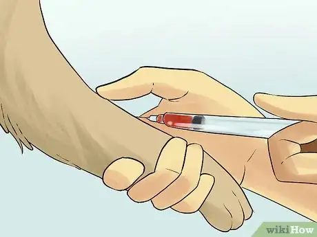 Image titled Diagnose Chronic Vomiting in Cats Step 13