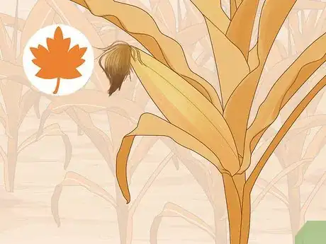 Image titled Grow Popcorn Step 15