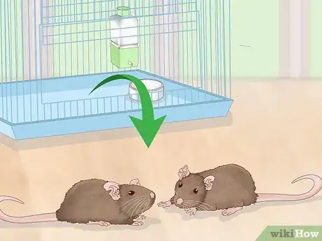 Image titled Keep a Pair of Pet Rats Step 15