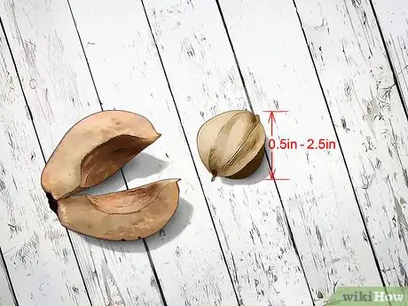 Image titled Identify Hickory Nuts Step 2