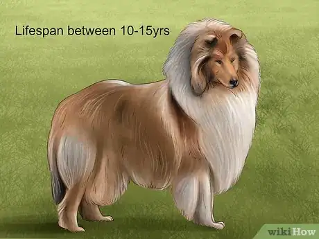 Image titled Know if You Are Ready for a Dog Step 46