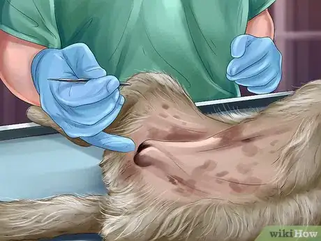 Image titled Rehome a Rescue Dog Step 17