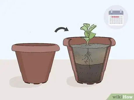 Image titled Take Softwood Cuttings Step 15