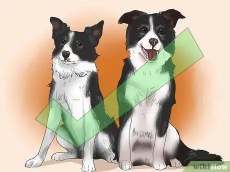 Image titled Walk Two Dogs at the Same Time on Leashes Step 13