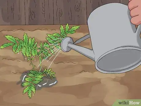 Image titled Grow Agrimony Step 9