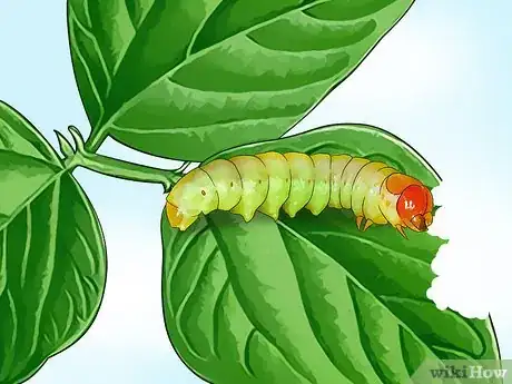 Image titled Grow Green Beans Step 14