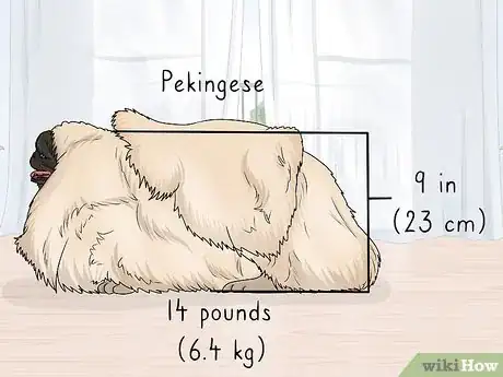 Image titled Identify a Pekingese Step 1