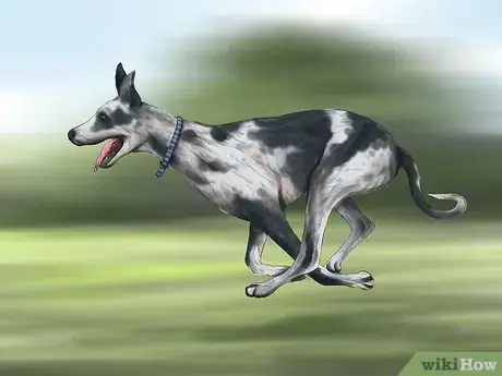 Image titled Treat Bloat in Great Danes Step 1