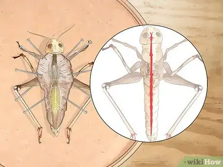 Image titled Dissect a Locust Step 14