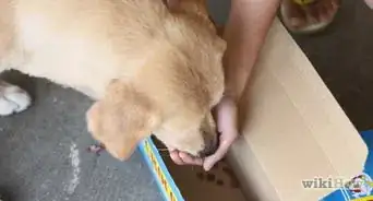 Train Your Dog in Nosework