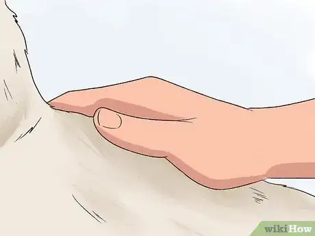 Image titled Identify a Bull Terrier Step 7