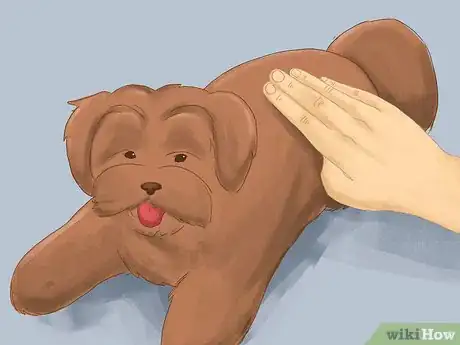 Image titled Take Care of a Shih Tzu Step 10