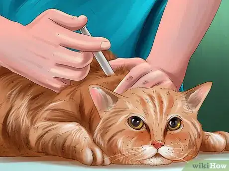 Image titled Protect Your Cat in Summer Step 8