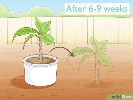 Image titled Grow a Noni Tree Step 15