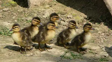Image titled Ducklings 9729