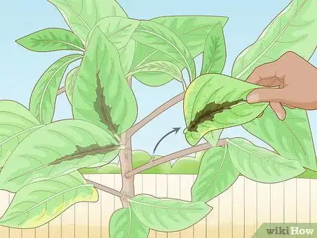 Image titled Grow a Noni Tree Step 21