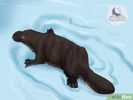 Image titled Identify a Platypus Step 12
