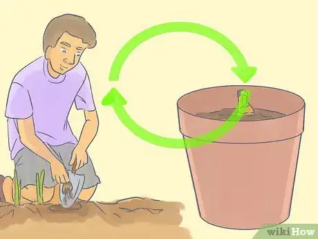 Image titled Transplant Daffodils Step 14