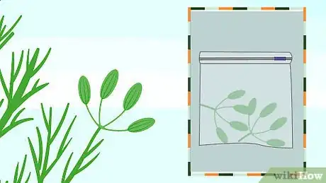 Image titled Grow Dill Step 16