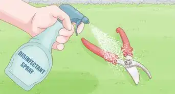 Prune a Satsuma Tree