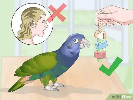 Image titled Bond with a Pionus Parrot Step 19