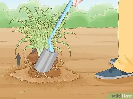 Image titled Prune Daylily Step 7