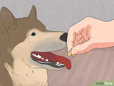 Image titled Diagnose Autoimmune Disorders in Siberian Huskies Step 4