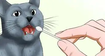 Identify a Russian Blue