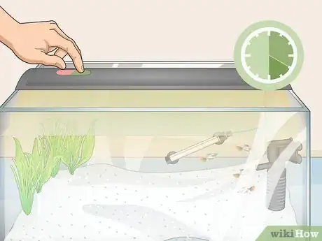 Image titled Avoid Algae in an Aquarium Step 2