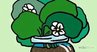 Plant Strawberries Indoors